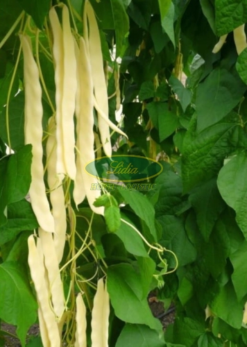 FASOLA TYCZNA ŻÓŁTA GOLDEN GATE 0,5kg