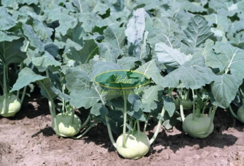 KALAREPA KONMAR 2,5tys