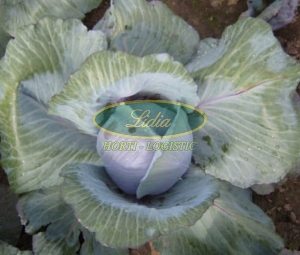 KAPUSTA CZERWONA REBALL F1 2,5tys