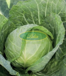 KAPUSTA BIAŁA VETTEL 2,5 tys