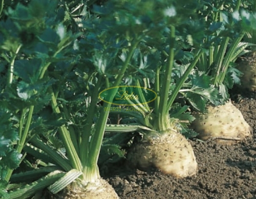 SELER BRILLIANT 10tys