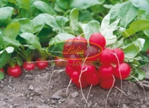 RZODKIEWKA DONAR F1 100tys 2,50-2,75