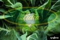 KALAFIOR CLAFORSA F1 2,5tys#2