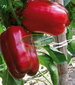 PAPRYKA BALTA F1 500n
