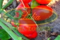 POMIDOR PIETRAROSSA F1 5tys#2