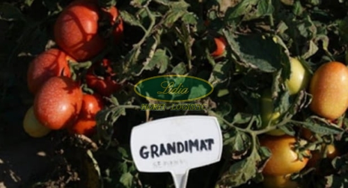POMIDOR GRANDIMAT F1 1tys