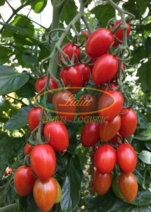 POMIDOR NICOLETA 100 n