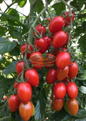 POMIDOR NICOLETA 100 n