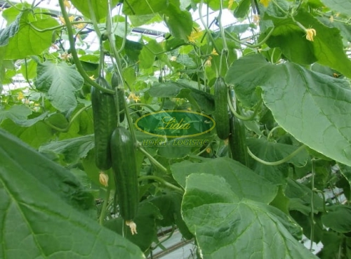 OGÓREK MEDORA F1 100n