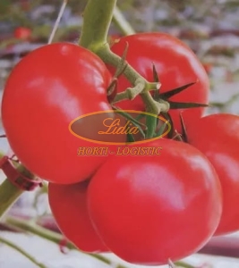 POMIDOR RUNNER F1 250 n