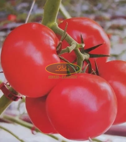 POMIDOR RUNNER F1 250 n