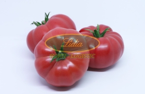 POMIDOR SONAROSA 100 n