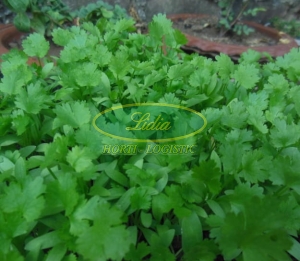 KOLENDRA ATLAS 100 g