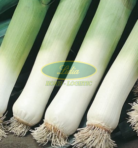 POR GIGANTE DE BULGARIA 50g