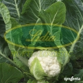 KALAFIOR CLARINA F1 2,5tys#2