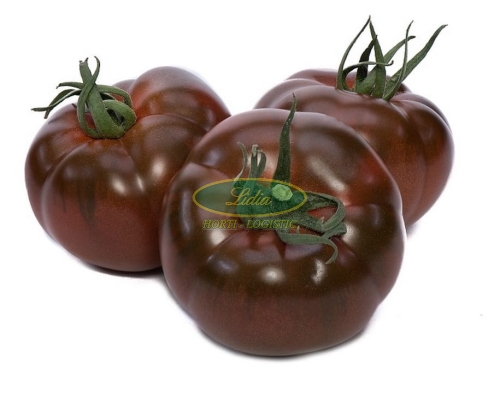 POMIDOR BIG SACHER 500 n