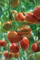 POMIDOR GOURMANDIA F1 250n#1
