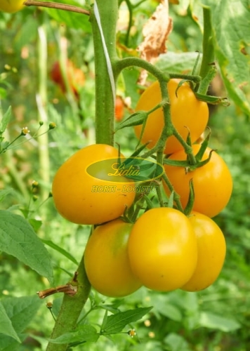 POMIDOR OLKA POLKA 1 g