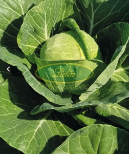 KAPUSTA THALYS 2,5 tys