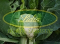 KALAFIOR RAFT F1 2,5tys#2