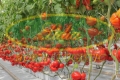POMIDOR GOURMANDIA F1 250n#2