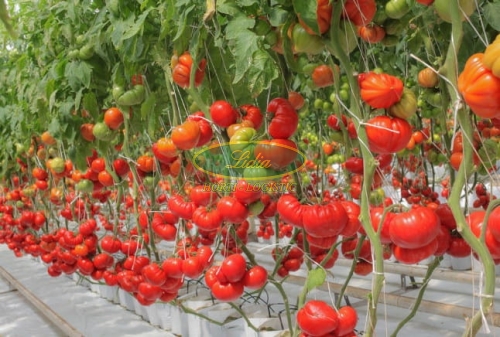 POMIDOR GOURMANDIA F1 250n