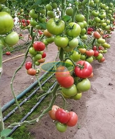 POMIDOR CLAROSA 250n