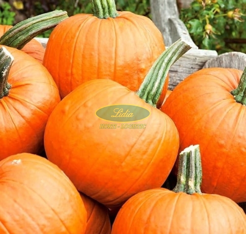 DYNIA JACK O`LANTERN 2g