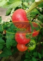 POMIDOR GUSTO PINK 500 n#1