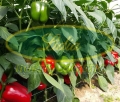 PAPRYKA FELICITA F1 250n#1