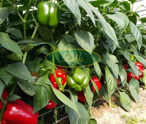 PAPRYKA FELICITA F1 250n