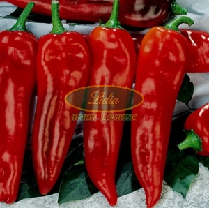 PAPRYKA CRUNCH 100 n