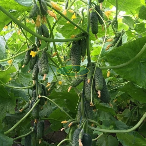 OGÓREK MADEIRA F1 250 n Non-Treated