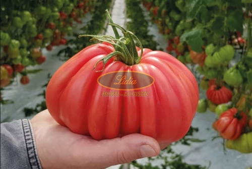 POMIDOR ROSAMUNDA 1tys