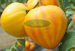 POMIDOR GOURMANSUN 250n