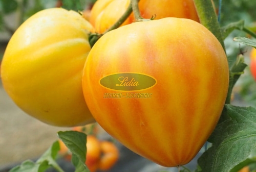 POMIDOR GOURMANSUN 250n