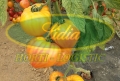 POMIDOR GOURMANSUN 250n#2