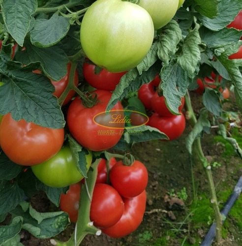 POMIDOR HONEYLILI (HMC44312) F1 250 N