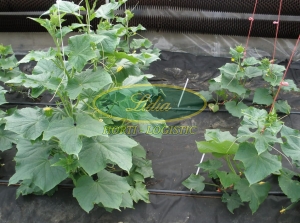 PODKŁADKA DO OGÓRKA SM-CF 106 1 tys