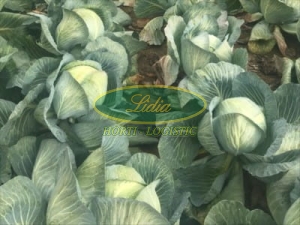 KAPUSTA BIAŁA CORONATION 2,5 tys