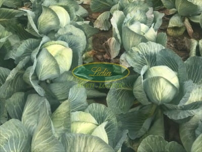 KAPUSTA BIAŁA CORONATION 2,5 tys