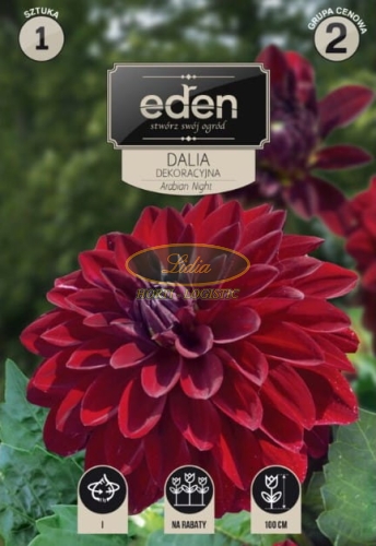 DALIA DEKORACYJNA BORDO ARIBAN 1 SZT
