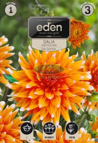 DALIA KAKTUS SPECTACLE COLOR  1 SZT