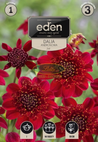 DALIA ANEMONOWA 1 SZT