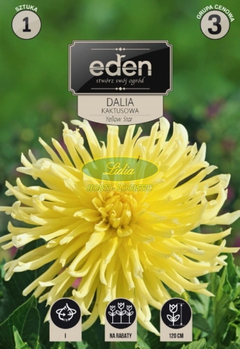 DALIA KAKTUS YELLOW ŻÓŁTY 1 SZT