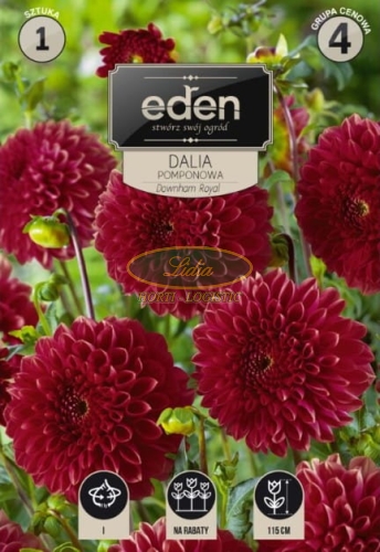 DALIA ROYAL BORDO 1 SZT