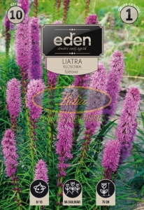 LIATRA FIOLETOWA 10 SZT