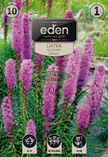 LIATRA FIOLETOWA 10 SZT