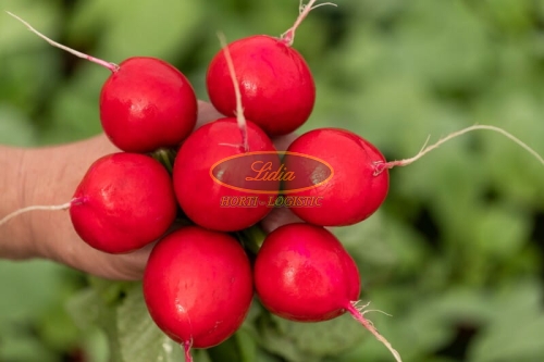 RZODKIEWKA MILLOM 25 tys 2,75-3,00