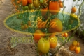 POMIDOR CABOSSE 250n#3